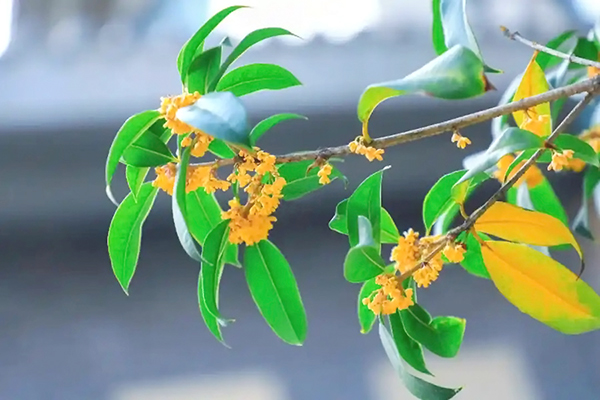 1760080382083.jpg 1桂花.jpg